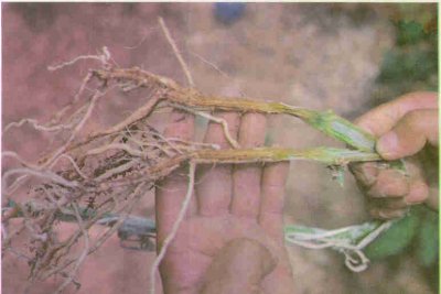 Hıyarda solgunluk hastalığı sonucu kök çatlaması.